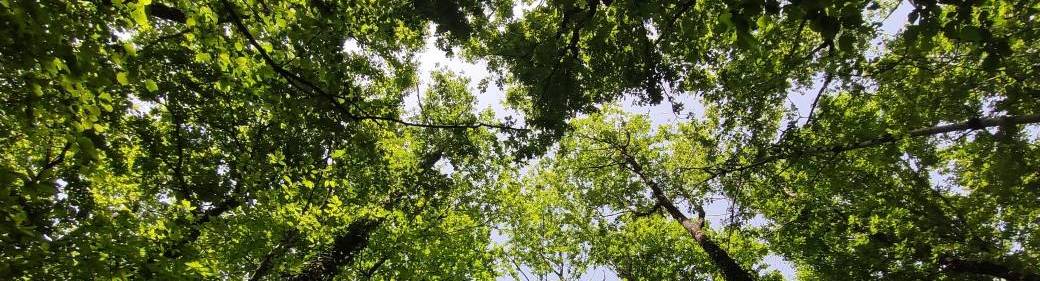 Bain de forêt 1 jour - ANCRAGE