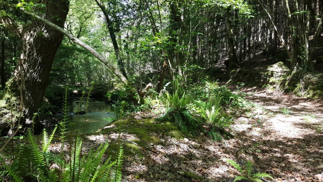 BAIN DE FORET  1 journée