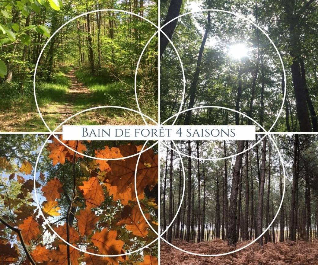 Bain de forêt 4 SAISONS [Automne 2021 / été 2022 COMPLET]