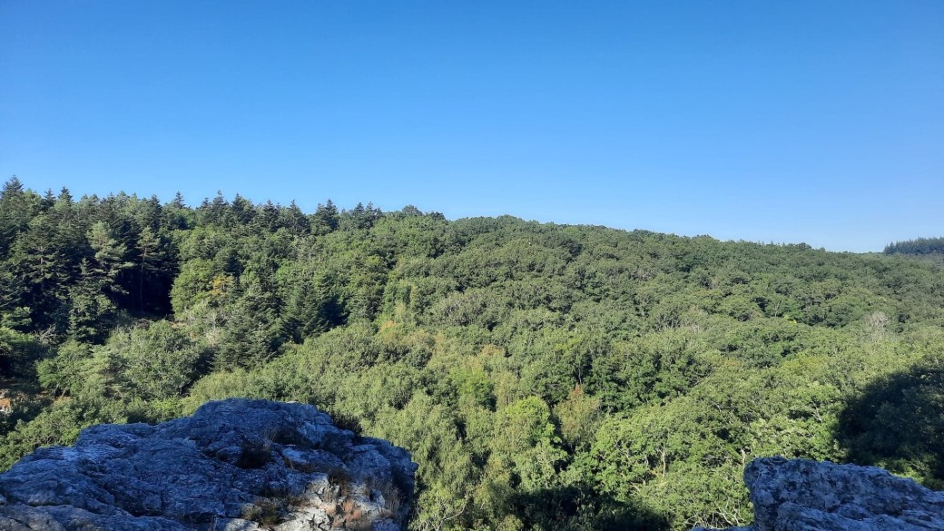 Bain de forêt d'une journée