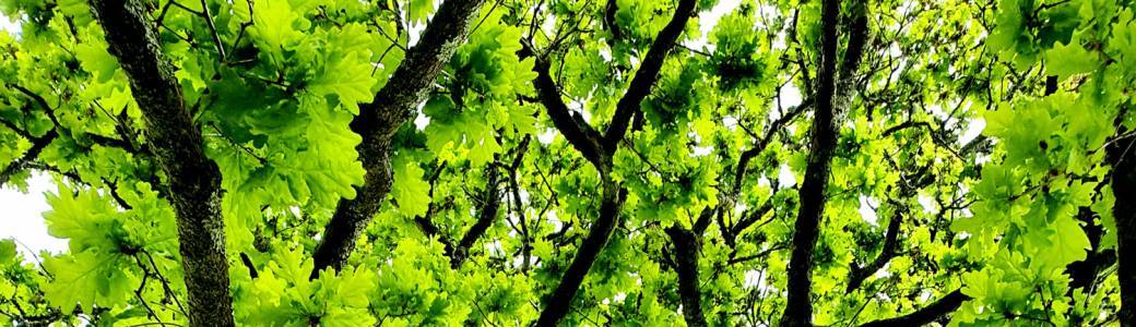 Bain de forêt en Finistère 3h