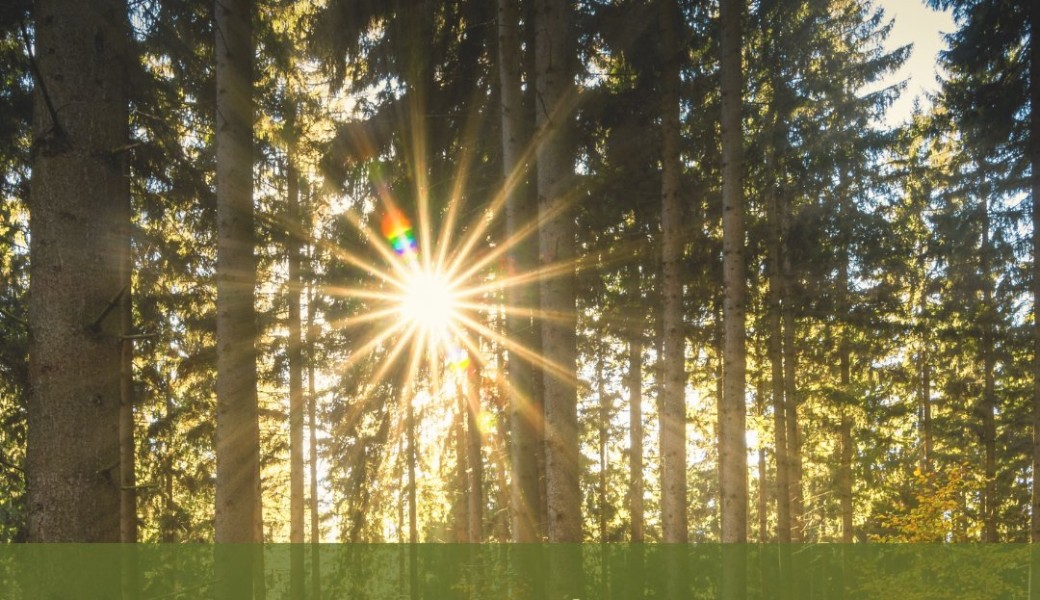 Bain de forêt Energétique - Brocéliande autrement