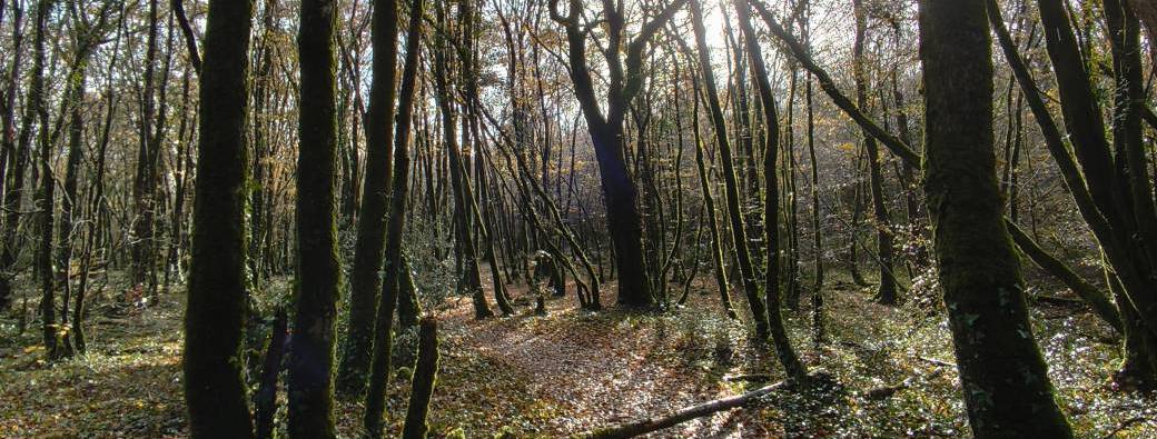 Bain de forêt : un temps pour ralentir et revenir à soi