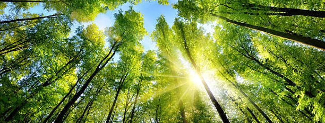 Bain de Forêt Holistique