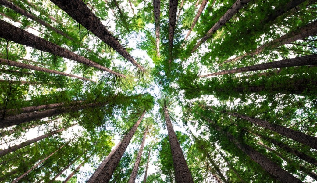 Bain de forêt humaniste "Bulle de sérénité"