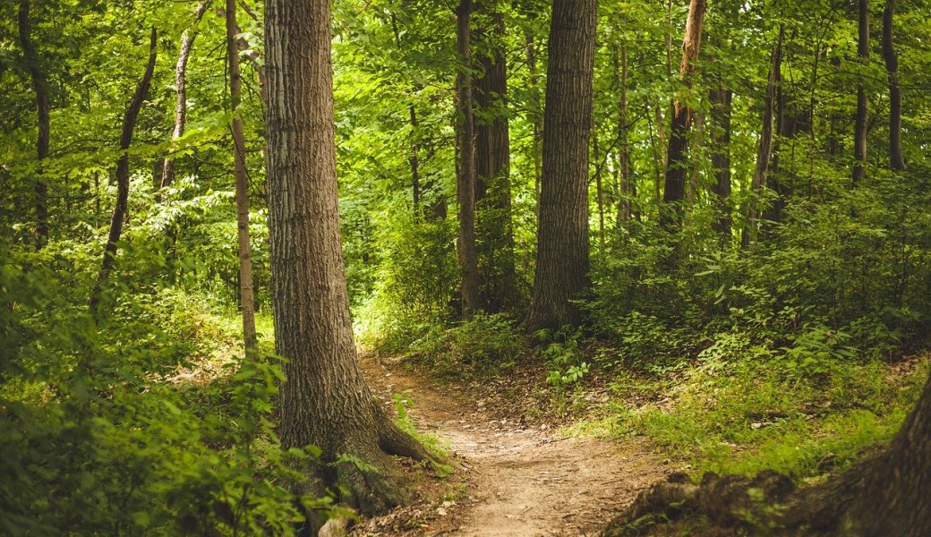 Bain de forêt – Initiation à la sylvothérapie