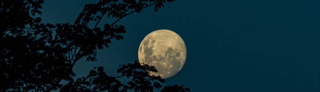Bain de Forêt nocturne à la pleine Lune