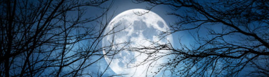 Bain de forêt nocturne - Sous la Lune