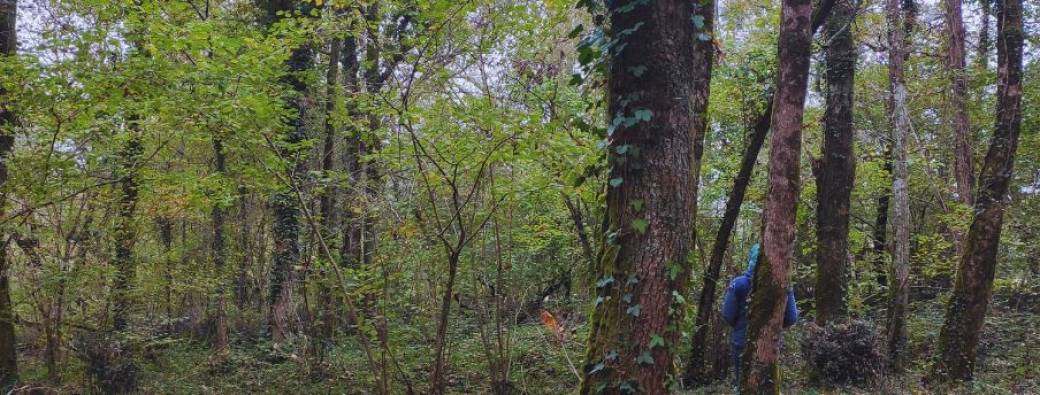 Bain de forêt : ralentir, se relier, ressentir