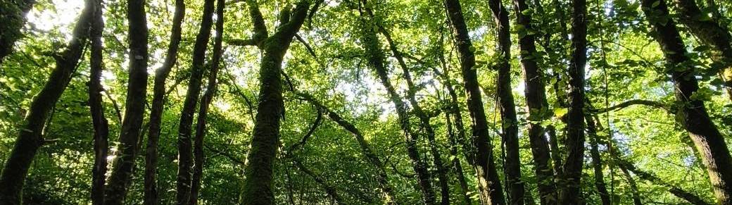 Immersions sensorielles - Bain de forêt 4h - RECONNEXION
