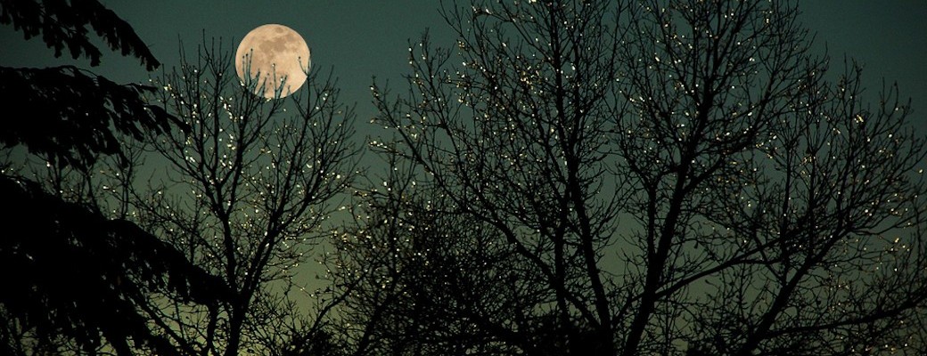 BAIN de FORÊT (nocturne) - Sylvothérapie sous la Pleine Lune en Brocéliande