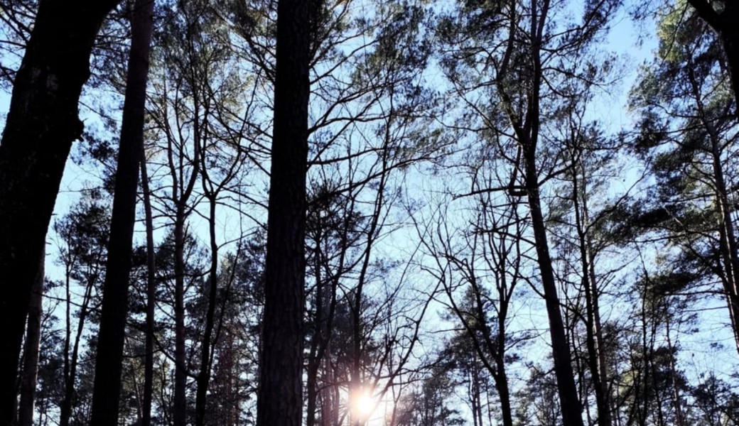 Bain de forêt, une immersion sensorielle ( à partir de 14 ans)