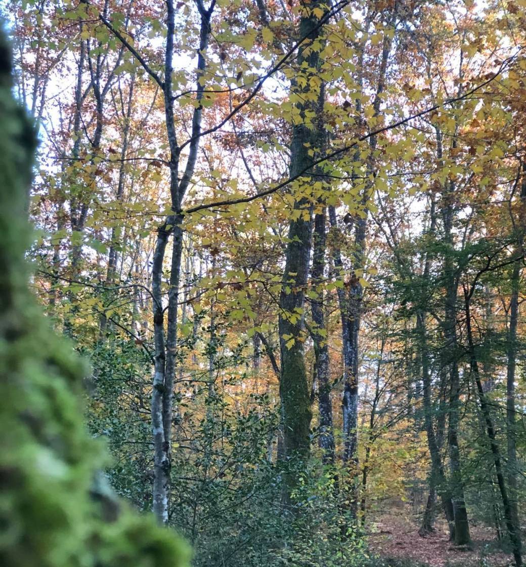 Bain de forêt