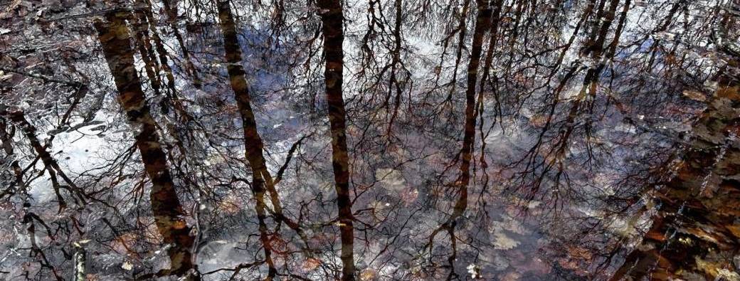 Bain de forêt
