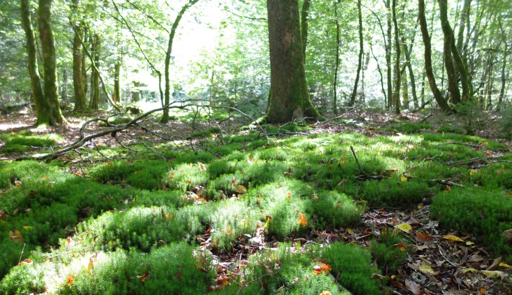 Bain de forêt