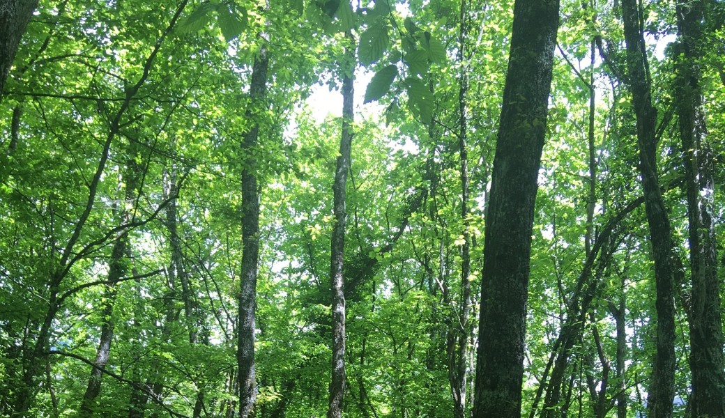 Bain de Forêt