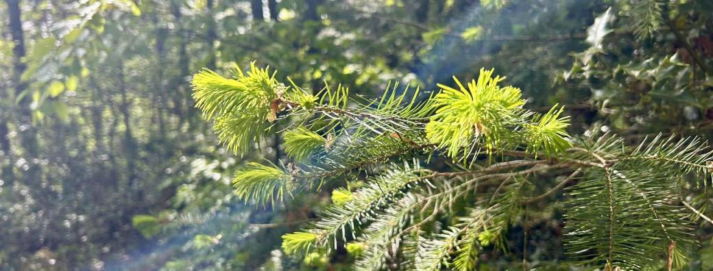 Bain de forêt 