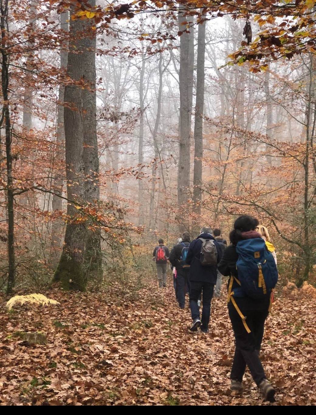 Bain de forêt
