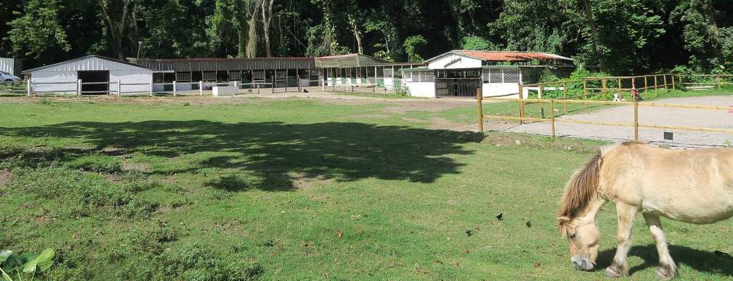 Balade à Cheval en duo  aux Trois ilets 