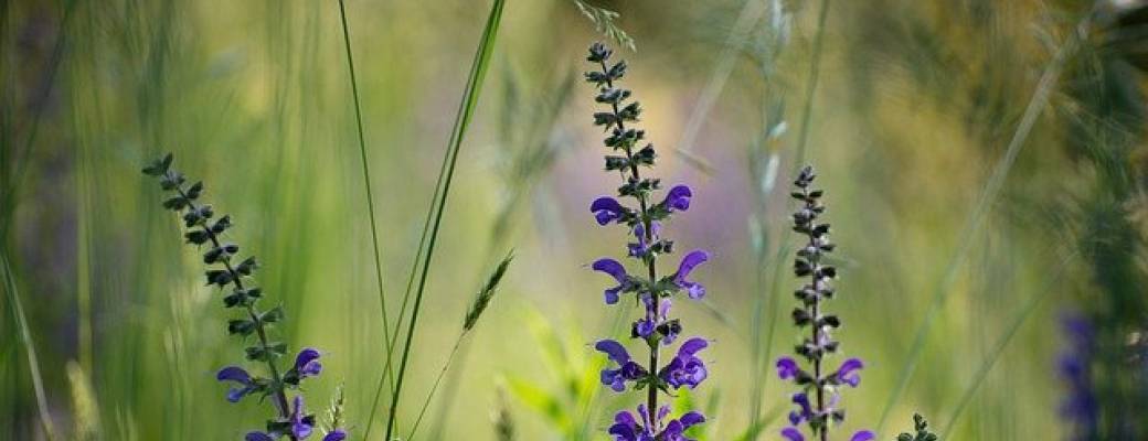 Balade à la découverte des plantes sauvages et leurs utilisations