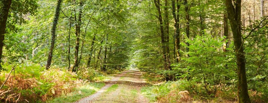 Balade à la découverte des plantes sauvages et leurs utilisations