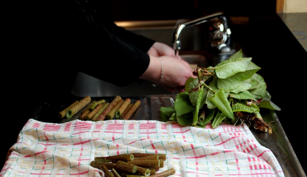 Balade à la découverte des sauvageonnes comestibles