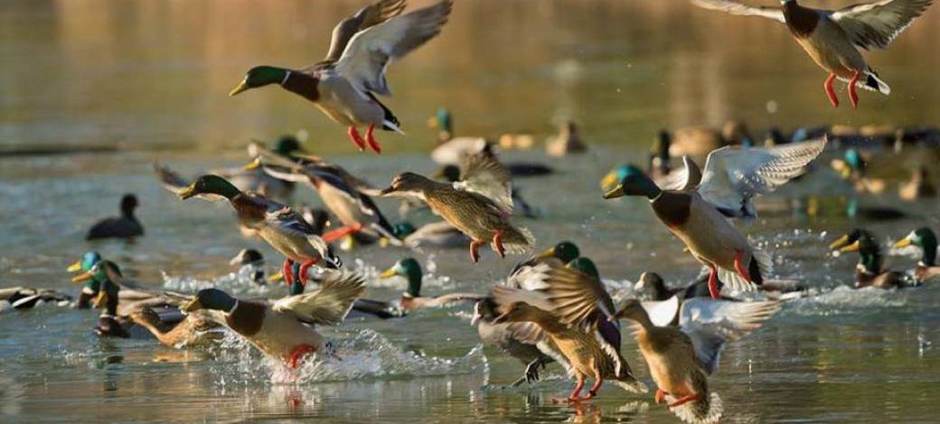 Balade à la découverte du riche écosystème de l'étang des Joncquiers - Gratuit