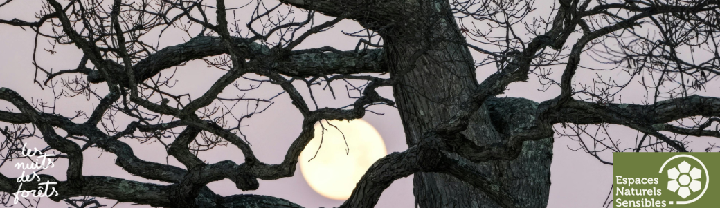 Balade à la tombée du jour