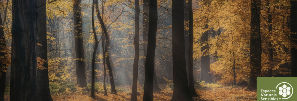 Balade à travers les troncs