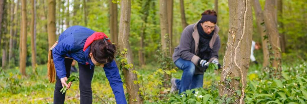 Balade "Ail des ours" - Namur (2026)