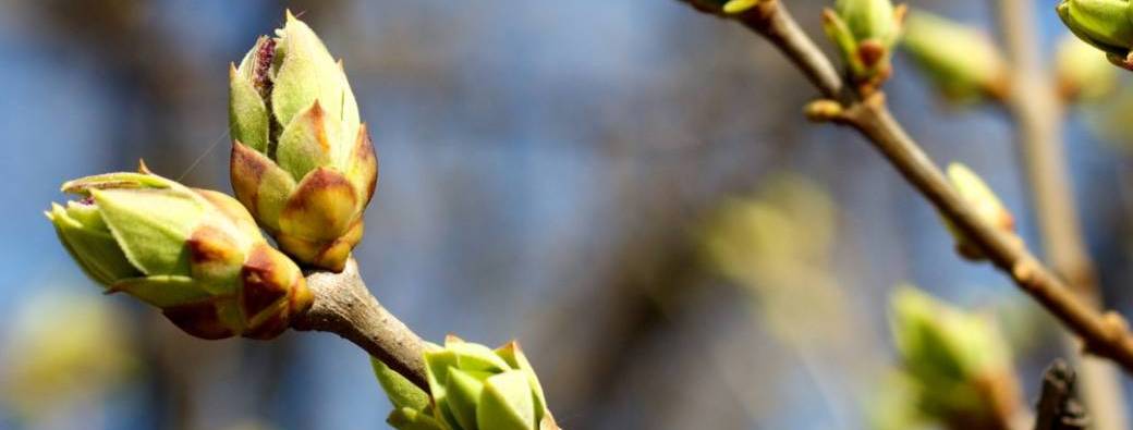 Balade au fil des saisons : le printemps