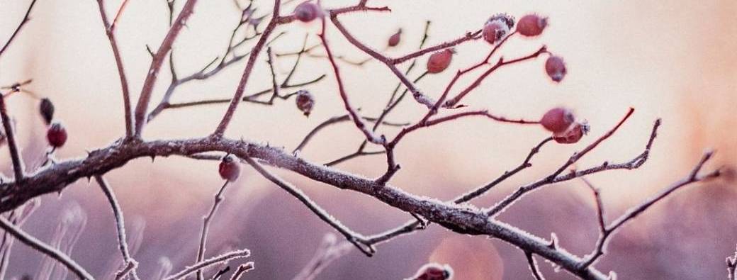 Balade au fil des saisons : l'hiver