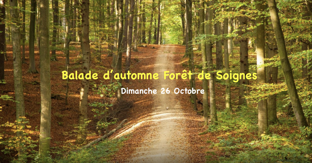 Balade automnale en Forêt de Soignes