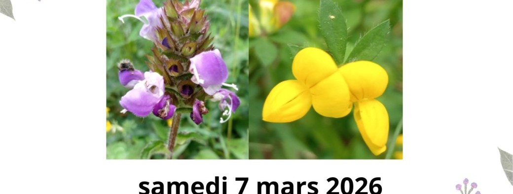 Balade autour des plantes