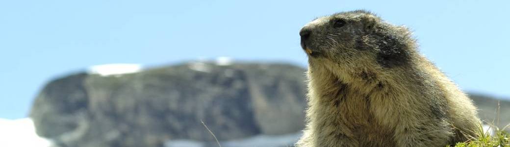Balade avec les marmottes