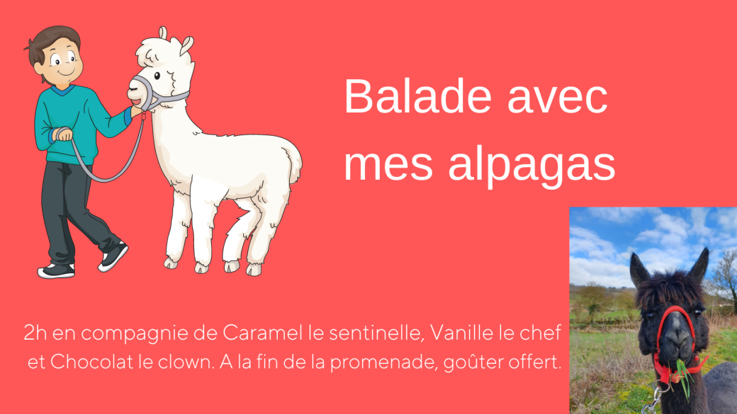 Balade avec mes alpagas