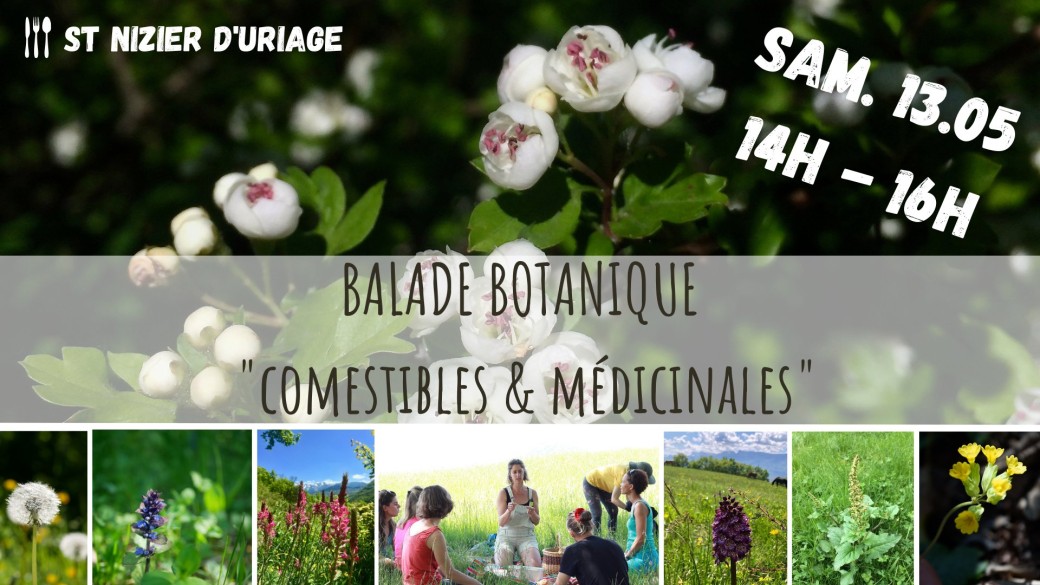 BALADE BOTANIQUE Comestible & Médicinales - St Nizier d'Uriage