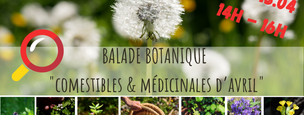 BALADE BOTANIQUE - Comestibles & Médicinales d'Avril