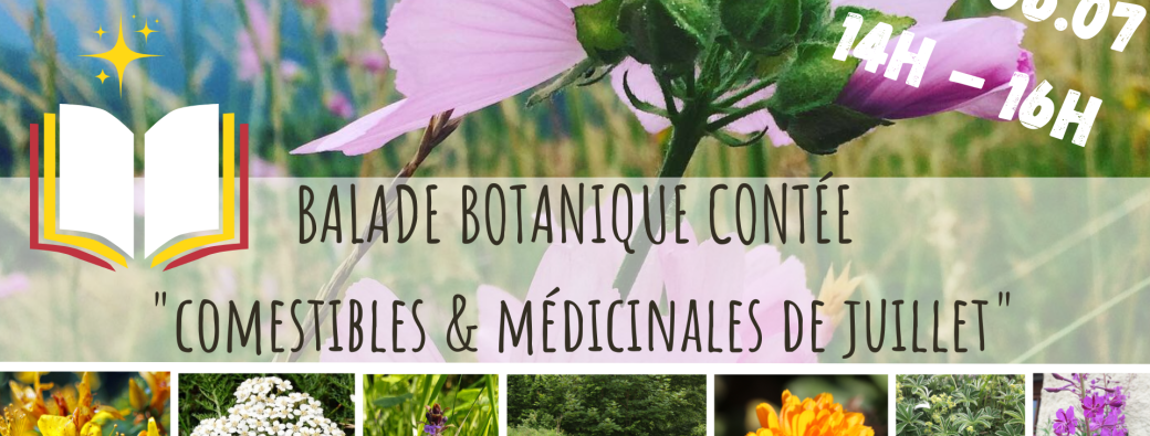 BALADE BOTANIQUE CONTÉE - Comestibles & Médicinales de Juillet