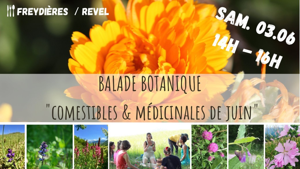 BALADE BOTANIQUE - Comestibles & Médicinales de Juin