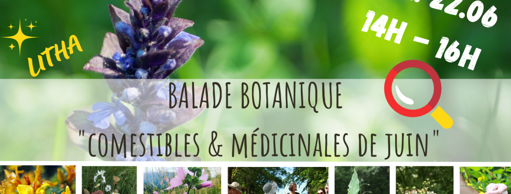 BALADE BOTANIQUE - Comestibles & Médicinales de Juin