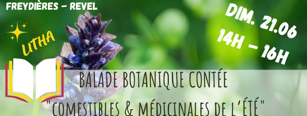 BALADE BOTANIQUE CONTÉE - Comestibles & Médicinales de l'Été