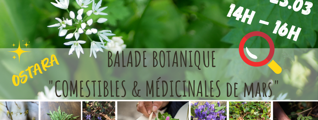BALADE BOTANIQUE - Comestibles & Médicinales de Mars