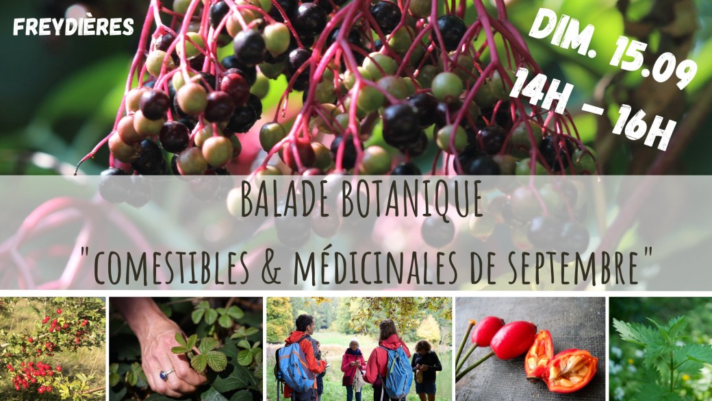 BALADE BOTANIQUE - Comestibles & Médicinales de Septembre