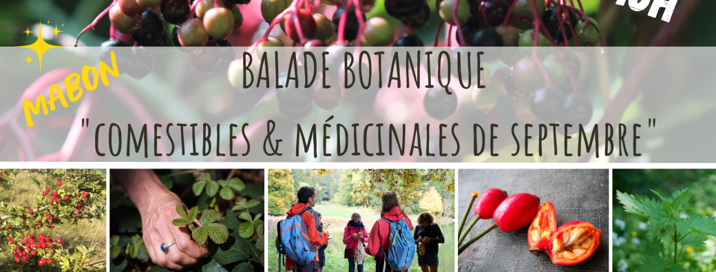 BALADE BOTANIQUE - Comestibles & Médicinales de Septembre