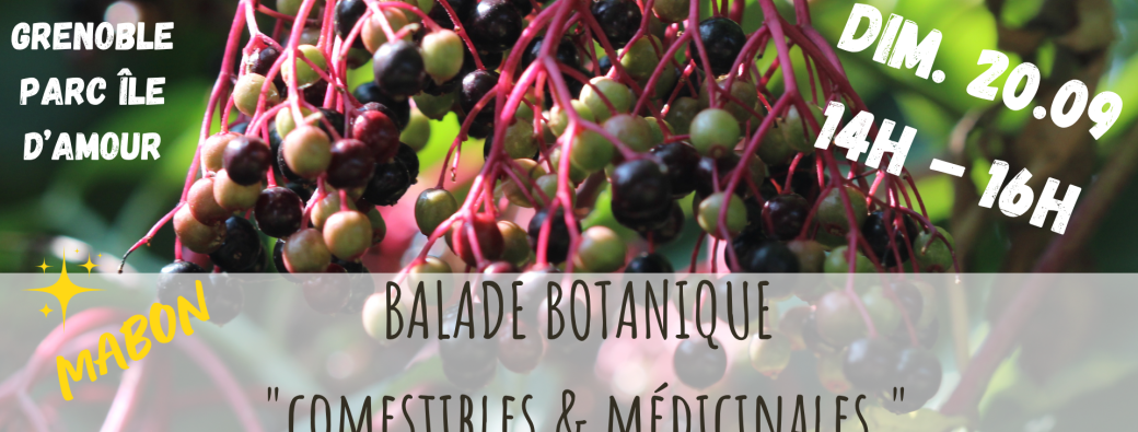 BALADE BOTANIQUE - Comestibles & Médicinales de Septembre