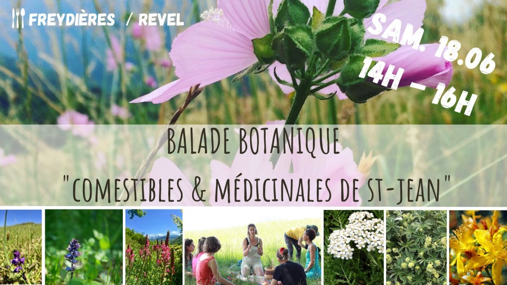 BALADE BOTANIQUE - Comestibles & Médicinales de St-Jean