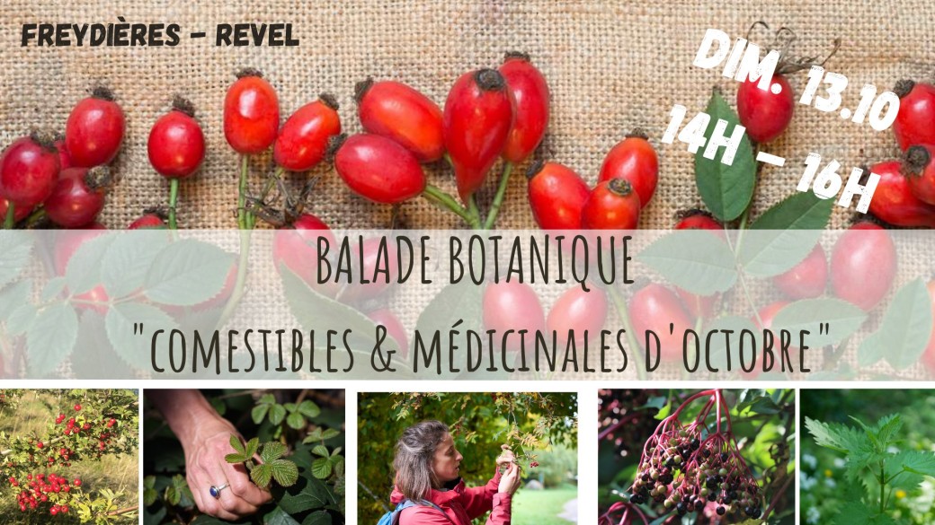 BALADE BOTANIQUE - Comestibles & Médicinales d'Octobre