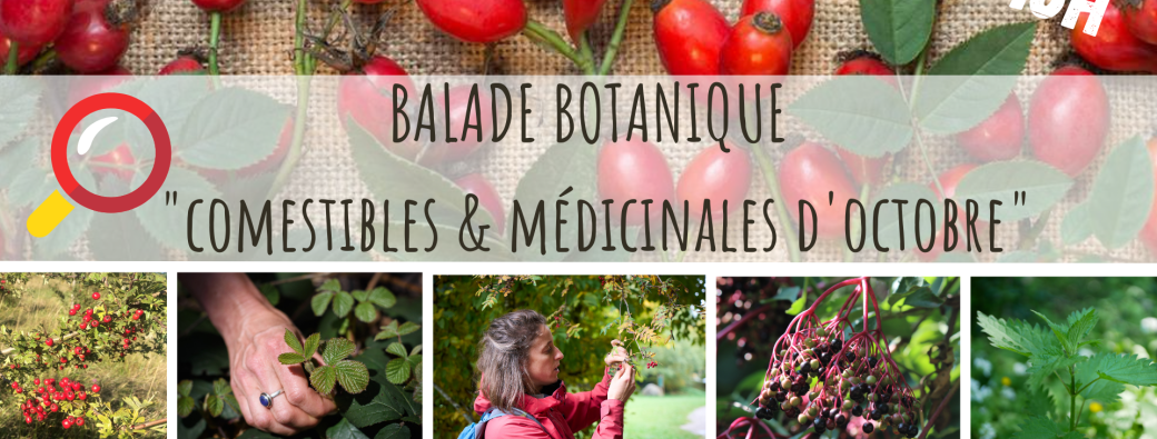 BALADE BOTANIQUE - Comestibles & Médicinales d'Octobre