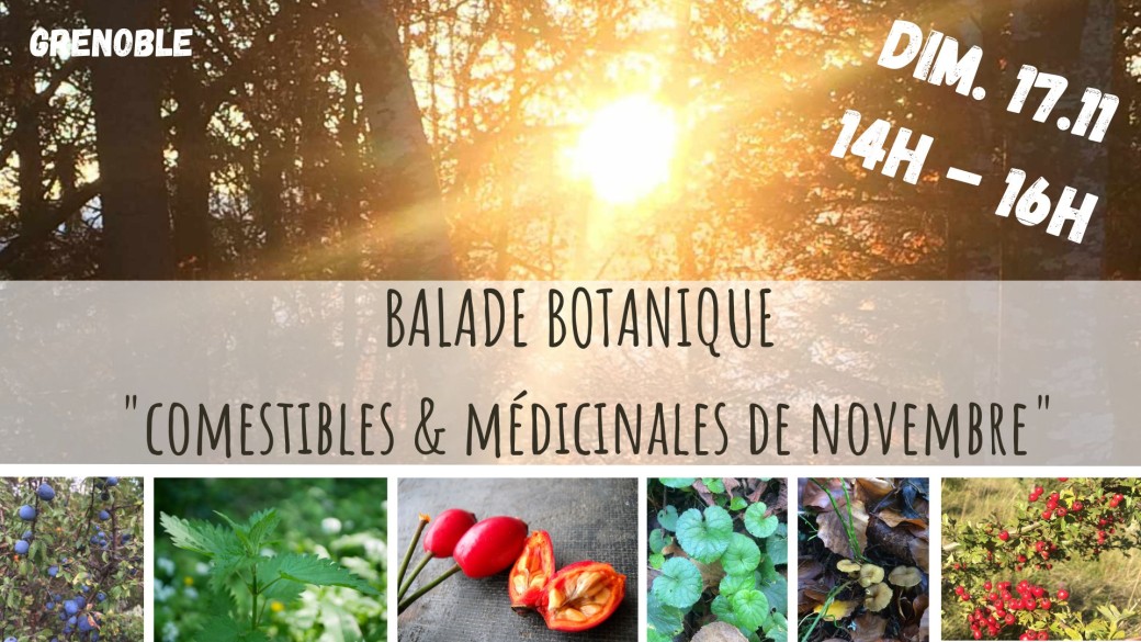 BALADE BOTANIQUE CONTÉE - Comestibles & Médicinales de Novembre